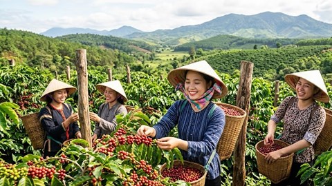 Giá cà phê hôm nay 8.9.2026: Trong nước và thế giới cùng giữ giá