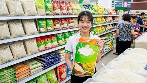 Giá lúa gạo hôm nay 29.9.2026: CL 555 giữ giá, xuất khẩu chịu sức ép