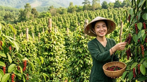 Giá hồ tiêu hôm nay 5.10 vẫn đi ngang, chờ lực mua mới