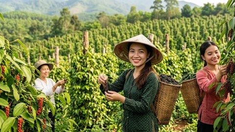 Giá hồ tiêu hôm nay 6.10.2026: Thị trường tiếp tục đi ngang