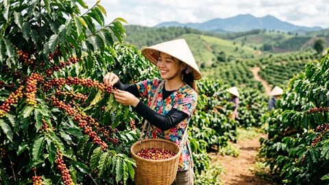 Giá cà phê hôm nay 12.10.2026 giữ nguyên sau phiên tăng mạnh