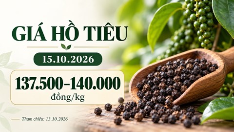 Giá tiêu hôm nay 15.10.2026: Chờ tín hiệu từ sức mua