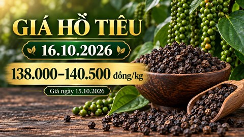 Giá hồ tiêu hôm nay 16.10.2026: Chờ sức mua sau phiên giữ giá