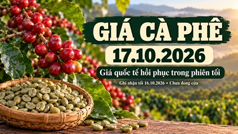 Giá cà phê hôm nay 17.10.2026: Robusta tăng trở lại