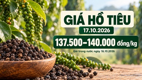 Giá hồ tiêu hôm nay 17.10.2026: Chờ lực mua sau phiên giảm