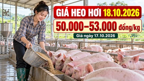 Giá heo hơi hôm nay 18.10.2026: Sức mua có giúp thị trường ổn định?
