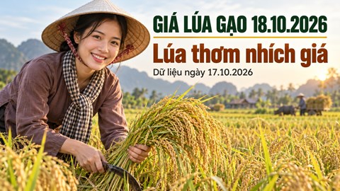 Giá lúa gạo hôm nay 18.10.2026: Lúa thơm chờ thêm lực mua