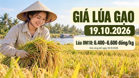 Giá lúa gạo hôm nay 19.10.2026: Lúa thơm chờ sức mua đầu tuần