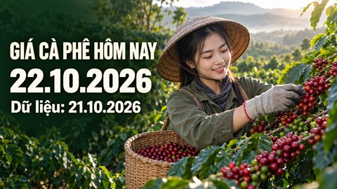 Giá cà phê hôm nay 22.10.2026: Áp lực từ hai sàn kỳ hạn