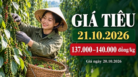 Giá hồ tiêu hôm nay 21.10.2026: Chờ sức mua sau nhịp giảm ở bốn vùng