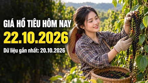 Giá hồ tiêu hôm nay 22.10.2026: Thị trường chờ bảng giá mới