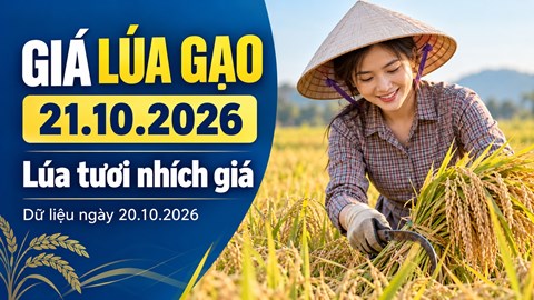 Giá lúa gạo hôm nay 21.10.2026: Lúa tươi nhích lên, sức mua còn chậm