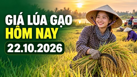 Giá lúa gạo hôm nay 22.10.2026: Sức mua quyết định đà giá