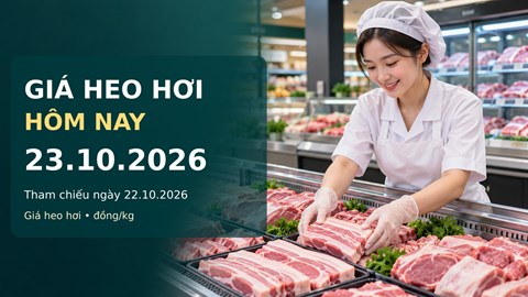 Giá heo hơi hôm nay 23.10.2026: Miền Bắc chịu sức ép