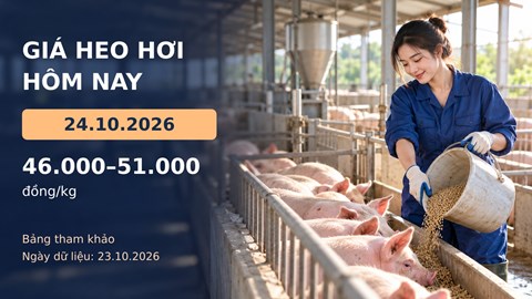 Giá heo hơi hôm nay 24.10.2026: Theo dõi cung cầu sau đợt giảm