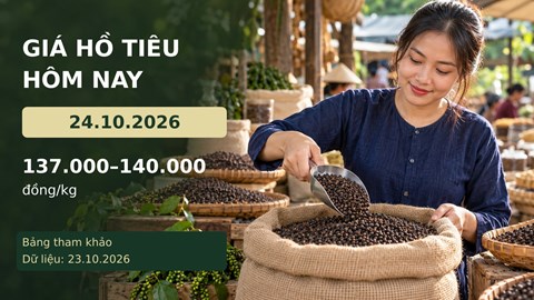 Giá hồ tiêu hôm nay 24.10.2026: Theo dõi lực mua sau nhịp tăng