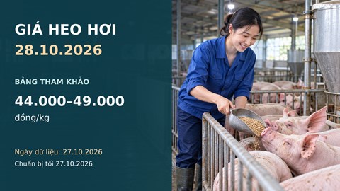 Giá heo hơi hôm nay 28.10.2026: Theo dõi sức mua sau nhịp giảm rộng