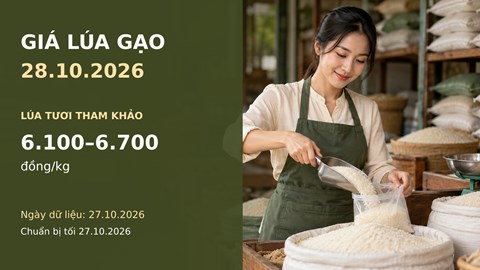 Giá lúa gạo hôm nay 28.10.2026: Gạo thơm xuất khẩu được chào bao nhiêu?