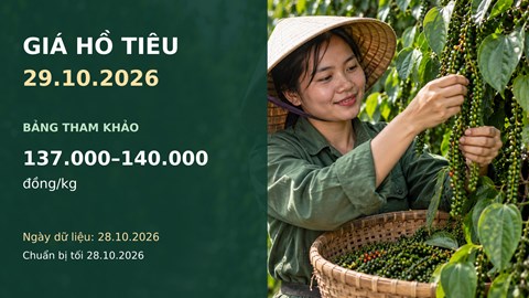 Giá hồ tiêu hôm nay 29.10.2026: Chênh lệch giữa các vùng 3.000 đồng/kg