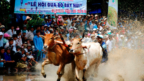  Hội Đua bò Bảy Núi lần thứ 30