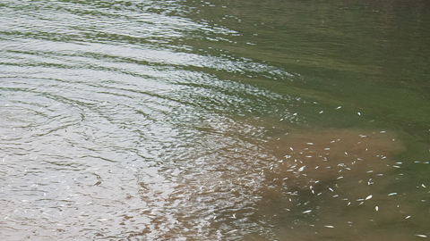 Thảm họa từ đánh cá bằng thuốc nổ