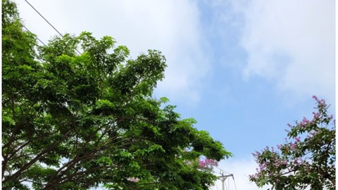 TP.HCM đề xuất phạt lao động công ích với người vi phạm giao thông