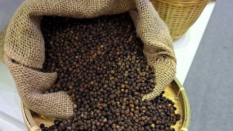Giá tiêu hôm nay 20.10: Nguồn cung dồi dào, thị trường đi ngang
