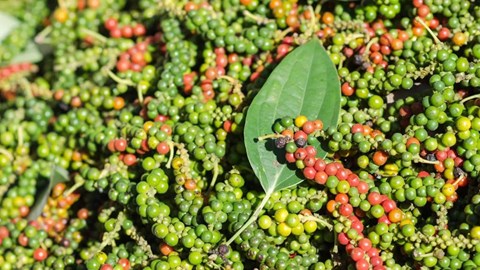Giá tiêu hôm nay 23.10: Trong nước đứng giá, thế giới lặng sóng