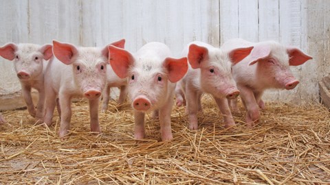 Giá heo hơi hôm nay 15.11: Thị trường đi ngang trên cả nước