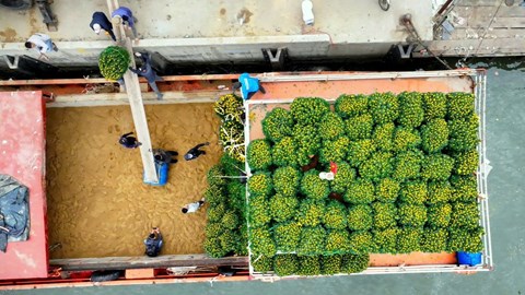 Chở Tết ra đảo Lý Sơn