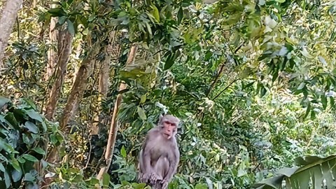 Tìm cách bảo vệ, di dời đàn khỉ hoang phá hoa màu của người dân