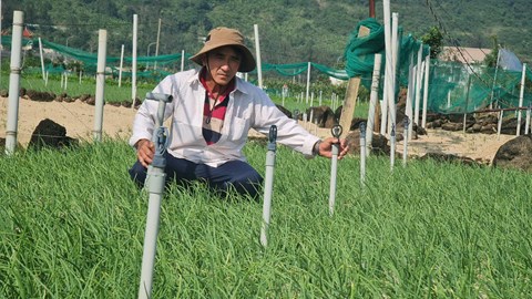 Hiệu quả từ mô hình tưới nước tiết kiệm ở đảo Lý Sơn