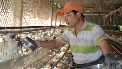 Nuôi gà ác tuần hoàn bằng sâu canxi