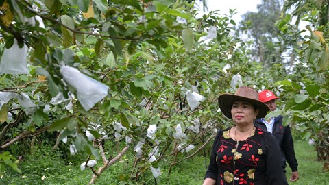 Phát triển cây ổi lê trên vùng đất Mộ Đức