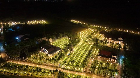 Quảng Ngãi: Chong đèn thâu đêm “nuôi” hoa cúc Tết