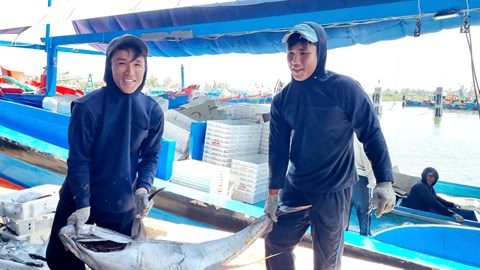 Tàu cá Quảng Ngãi bội thu hải sản, ngư dân phấn khởi sau chuyến biển xa