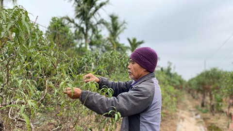 Người trồng quất, đào nỗ lực mang Tết về