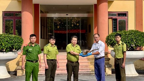 Bàn giao cá thể tê tê Java quý hiếm cho Vườn quốc gia Cúc Phương