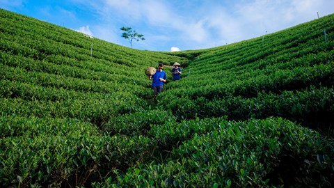 Du lịch cộng đồng đồng hành cùng người dân Thái Nguyên giảm nghèo