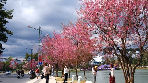 Lâm Đồng: Sẽ tổ chức Lễ hội hoa Mai Anh Đào - Đà Lạt