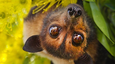 Không có vaccine, tỉ lệ tử vong tới 75%, có thể không triệu chứng: Bác sĩ giải thích vì sao dịch virus Nipah cần phòng tránh ngay từ đầu?