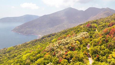 Khuyến cáo không tham gia tour trekking trái phép tại Sơn Trà