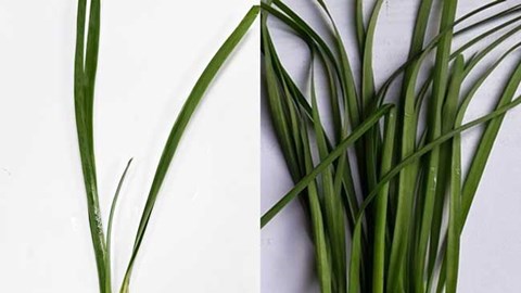 Ngộ độc do ăn nhầm cây cảnh trong nhà