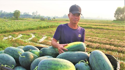 Dưa hấu được mùa, được giá, nông dân phấn chấn