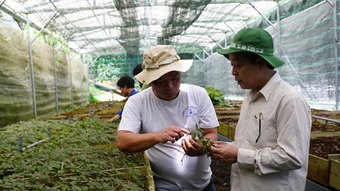 Đà Nẵng tổ chức hội thảo khoa học quốc tế về sâm Ngọc Linh 