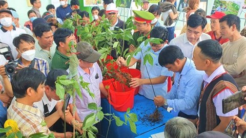 Tổ chức Hội thi sâm Ngọc Linh đẹp, mở sàn đấu giá gây quỹ 