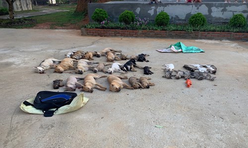 Thủ đoạn mới của bọn trộm chó, mèo - Anh 2