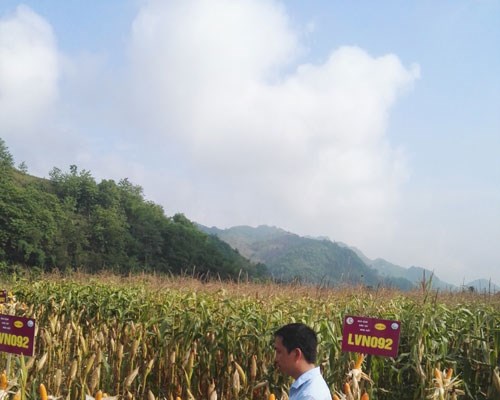 Cùng nhau nỗ lực giảm nghèo(Bài 2): Phó Chủ tịch xã giúp bà con thoát nghèo - Anh 1
