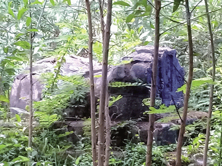 Phú Yên: Cần sớm 