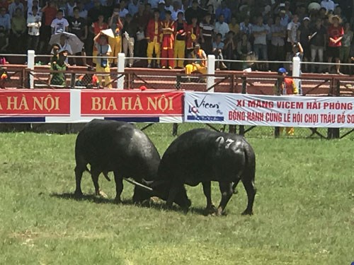 Lễ hội chọi trâu Đồ Sơn 2017: Nhiều biến tướng, tiêu cực đã được 
